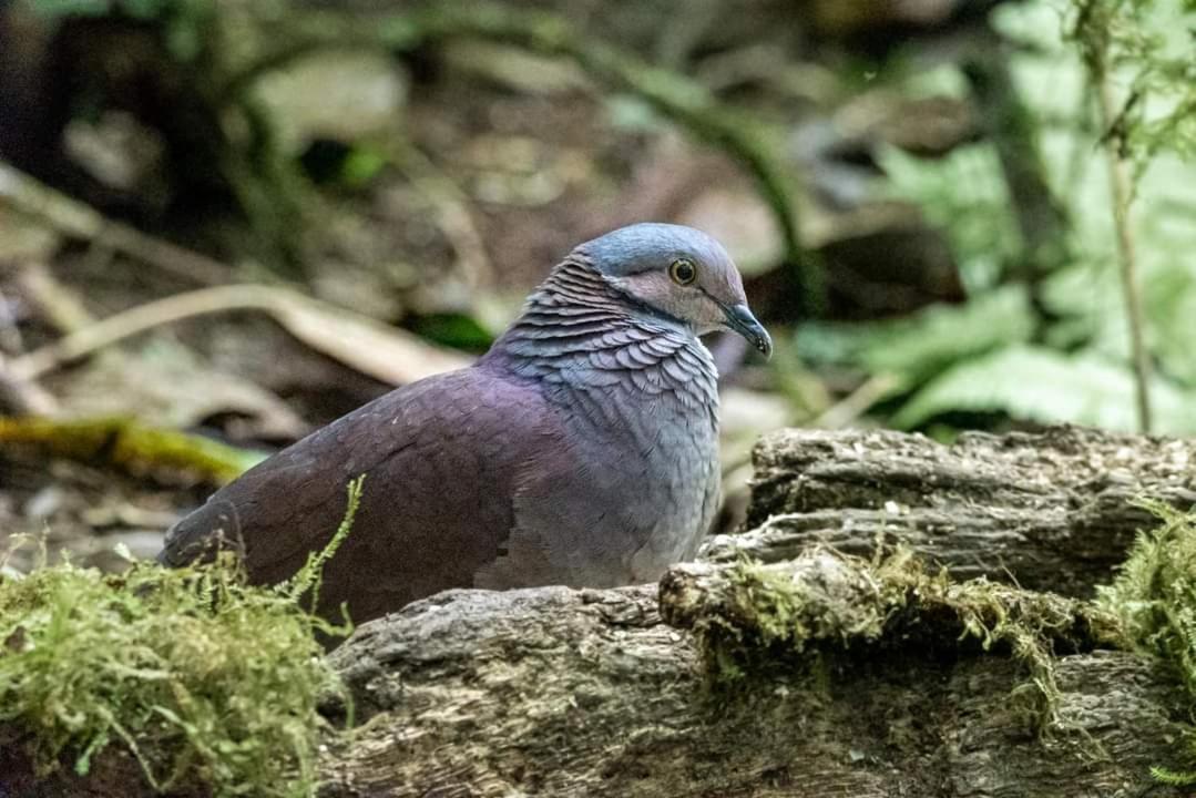 Bosque de Niebla Birding&Nature Cali Extérieur photo