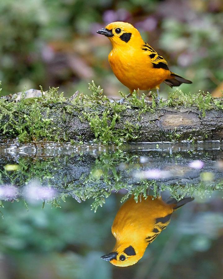 Bosque de Niebla Birding&Nature Cali Extérieur photo