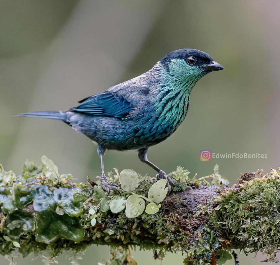 Bosque de Niebla Birding&Nature Cali Extérieur photo