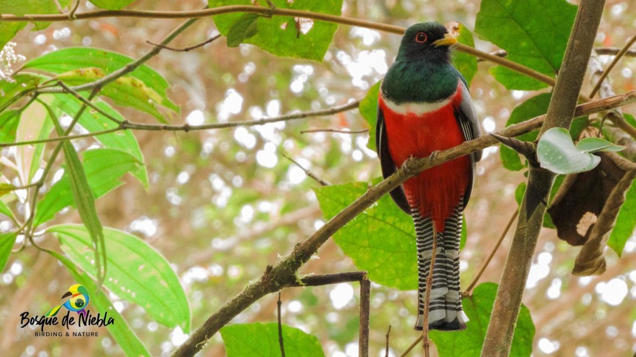 Bosque de Niebla Birding&Nature Cali Extérieur photo