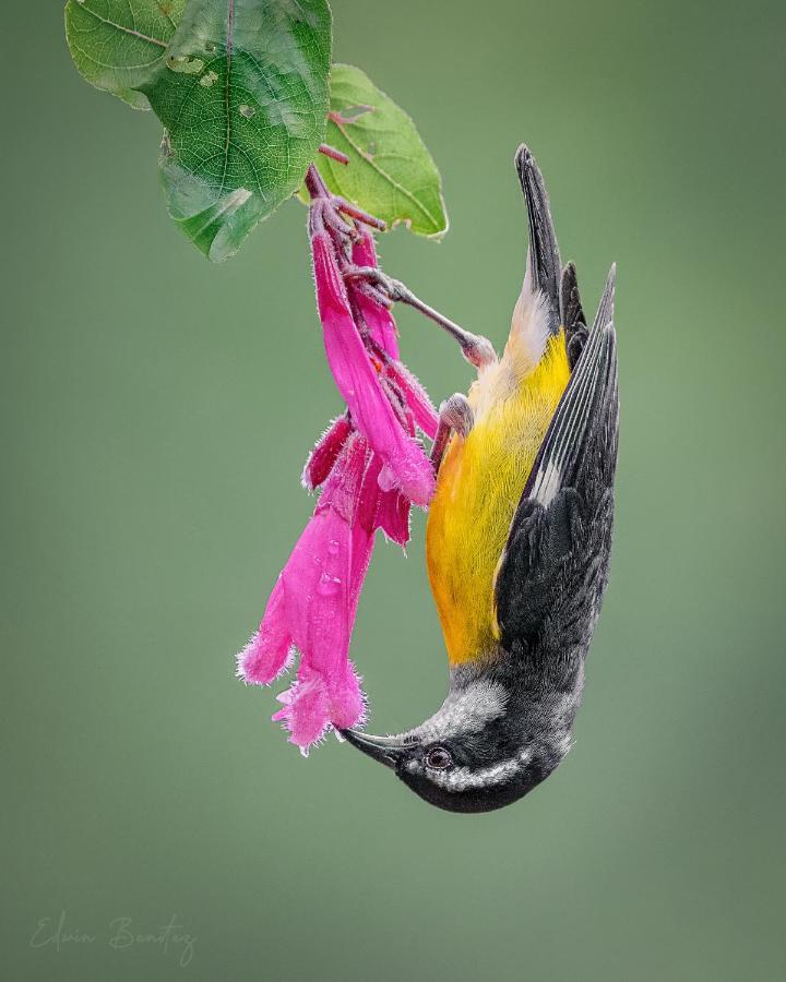 Bosque de Niebla Birding&Nature Cali Extérieur photo